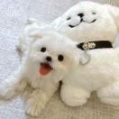 ZikeL的头像-熵减岛