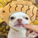 Raina的头像-创薯资源