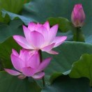 伦敦求租