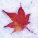 Maple的头像