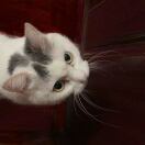 毕文心的头像-熵减岛