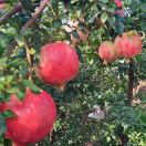 旺仔鲜果13882396780