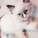 妞🐱