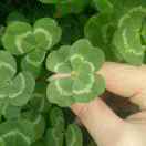 用户16411889的头像-柒伍零丨网络资源社区