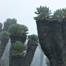 大愚