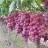 威县巨峰葡萄大量上市，货源充足稳定，欢迎各地客商前来收购。