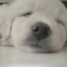 刘渝