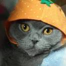 胖胖汤圆和周宁