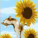 。。。。。。51429