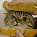 对方正在输入中...