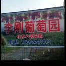 甬优葡萄
