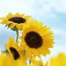 redblack的头像-宋播播带货工作室