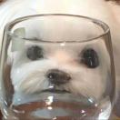 bendanxiaogou's Avatar