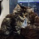 用户99238511的头像-风行者社区