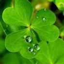 券妈妈会员: 某某某