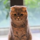 缪缪miao????头像