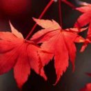 叶子的头像
