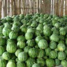 Kevinmelon