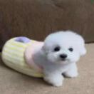 wx_丱46