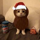 Kerria Apartment 转租&房东直租