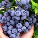 果庄蓝莓代购 小王