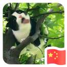 欧飞