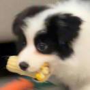 彭于晏的头像-棉花糖会员站