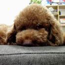 用户19939262的头像-秀琴曲谱网