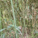 紫贝壳