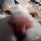 液态猫步