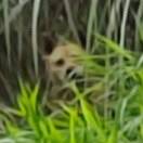 土狗的头像-拟人圈