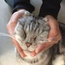 伦敦求租