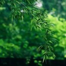静漪-骆驼帮