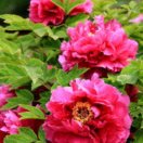 秋风红叶的钢琴谱