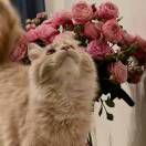 猫猫