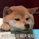 A小蔡 专业推广代运营