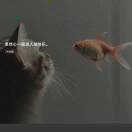顾念。