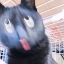 请问是吱吱吗（正在强行输入）