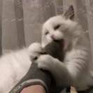 螞蟻