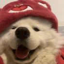 drama's Avatar