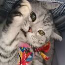 租我的发财概率将大大提升