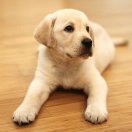 leolee's Avatar
