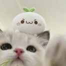 何琪琪