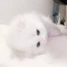 马先生