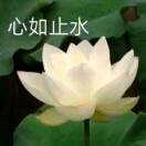 茂茂的头像-秀琴曲谱网