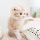 魔王猫