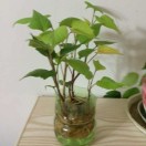 丁&黛兒