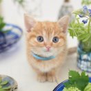 北温带的猫的头像