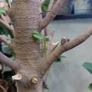 向陽幼芽