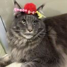 叶子的头像-熵减岛